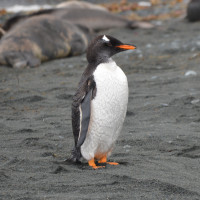 Gentoo Penguin